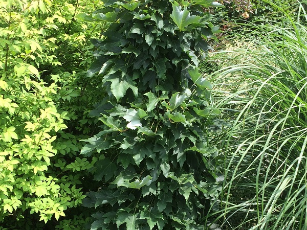 Klevas raudonasis ,Green Pillar' (lot. Acer rubrum) Klevas raudonasis ,Green Pillar' (lot. Acer rubrum)
